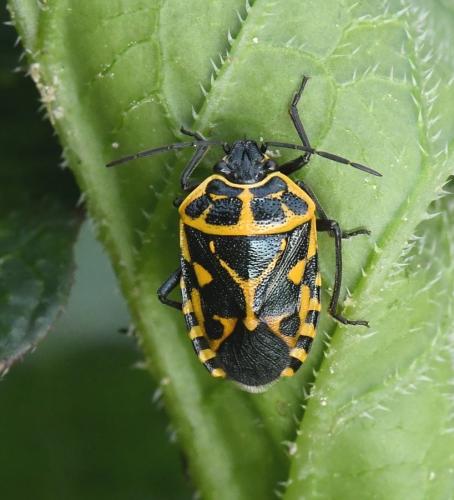 Eurydema ventralis